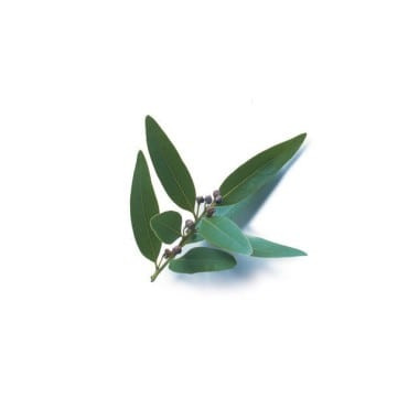 Bay Laurel Essential Oil