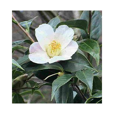 Camellia Oil