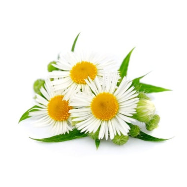 Roman Chamomile Floral Water