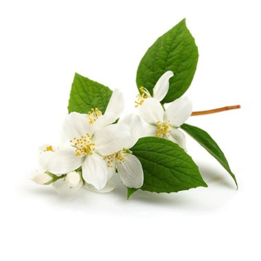 Jasmine Essential Oil