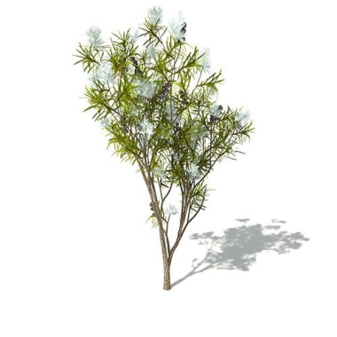 Τεϊόδεντρο Αιθέριο Έλαιο