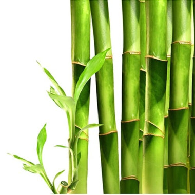 Bamboo (For soap/cosmetics)