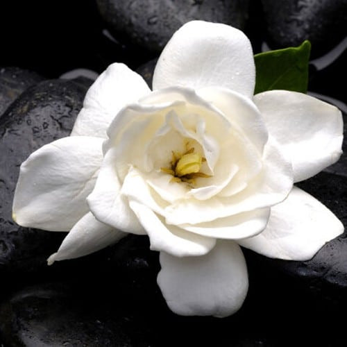 Gardenia 3 in 1 100 ml