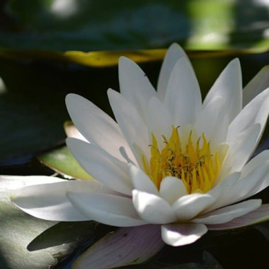 Lilium Lotus 3in1