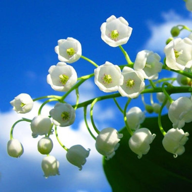 Lily Of The Valley 3in1