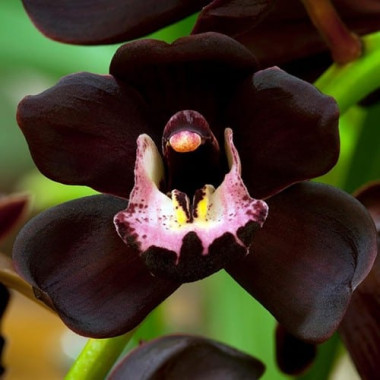 Orchidea Nera (Type) 3in1