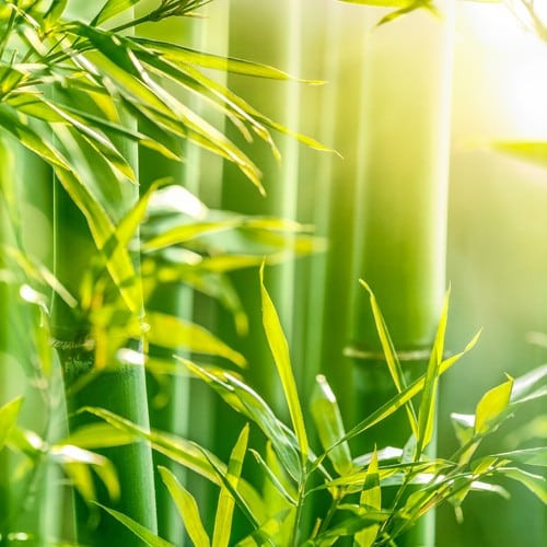 Bamboo Difuser