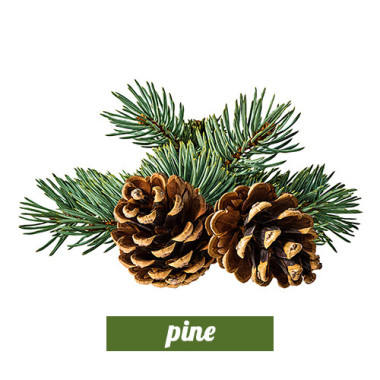 Pine 3in1
