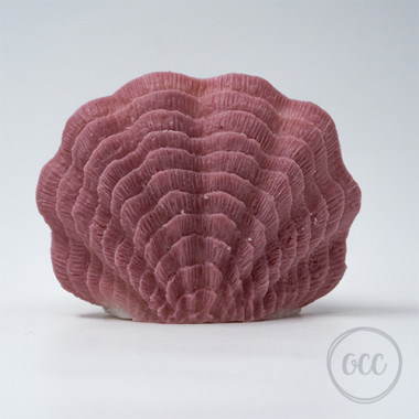 Oyster