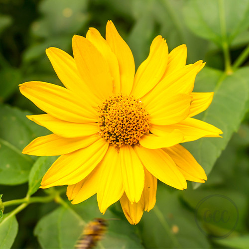 Arnica Oil