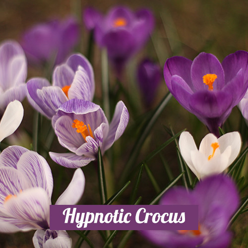 Hypnotic Crocus 3in1 (Type)